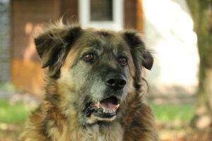 Hund Babuszka Zuhause gesucht Tierhoffnung