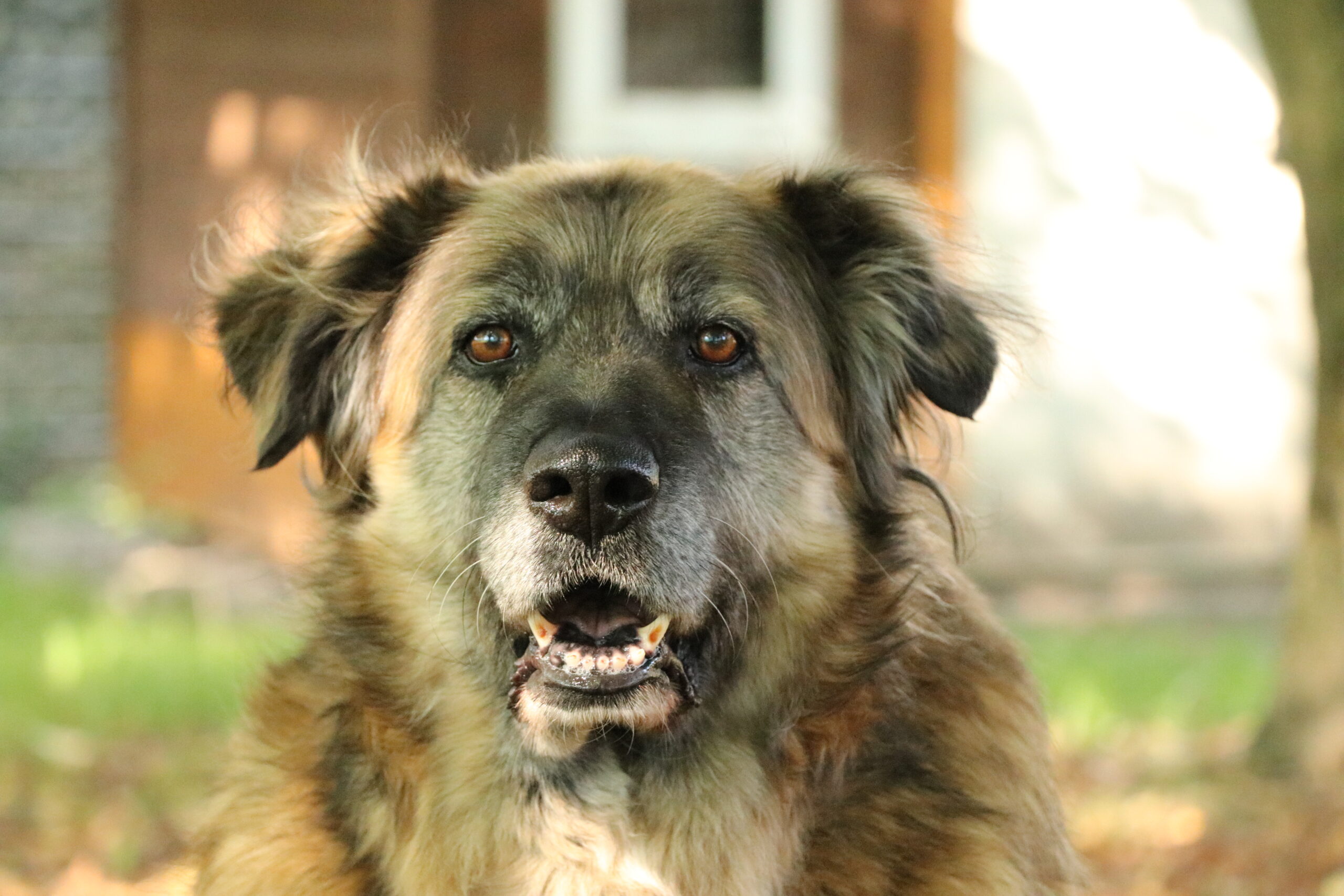 Hund Babuszka Zuhause gesucht Tierheim Tierhoffnung