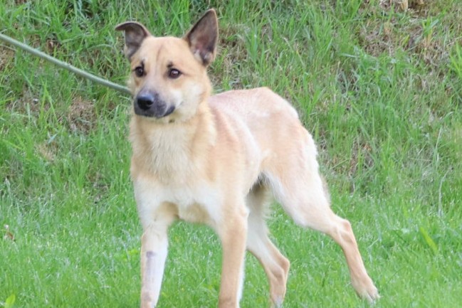 Hund Paris Polen Aufnahmepatenschaft gesucht