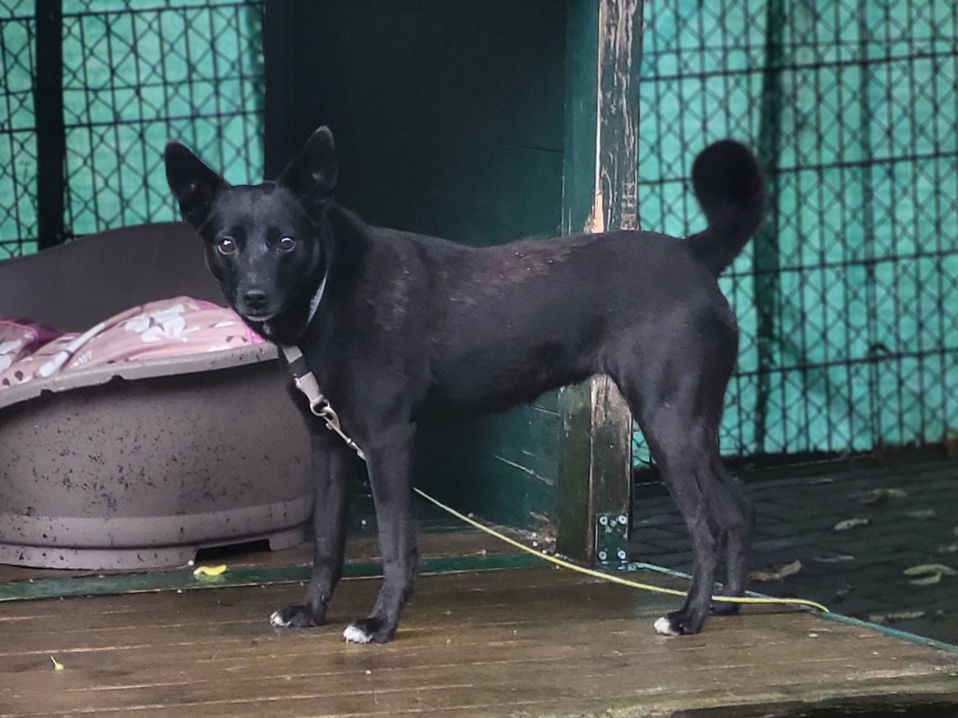 Hund Tasha entlaufen Hund vermisst