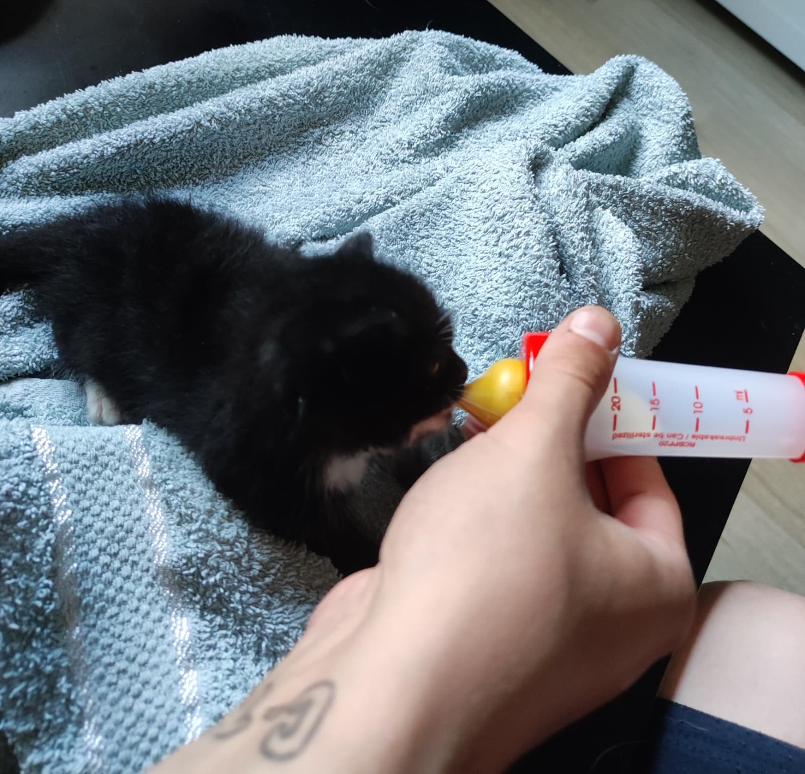 Katzenbaby Start ins Leben Patenschaft Tierheim