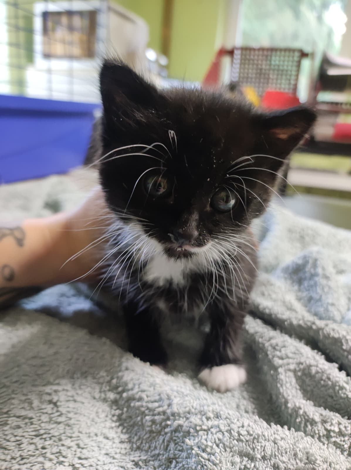 Katzenbaby Start ins Leben Patenschaft Tierheim