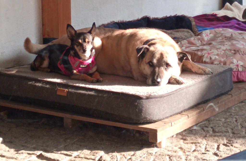 Randolf und Gosia Hund Randolf Zuhause gesucht Tierheim Hoffnung für Tiere