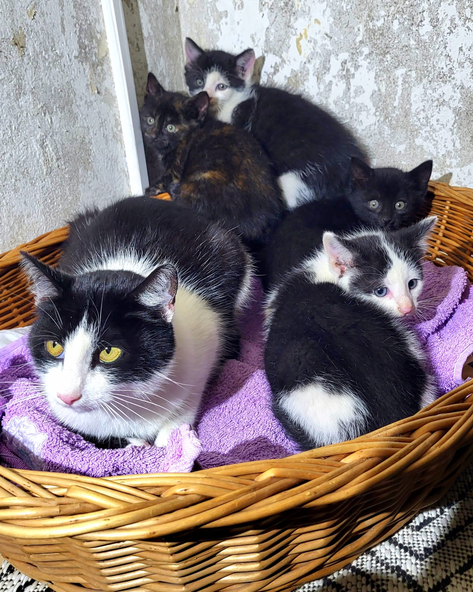 Katzenfamilie