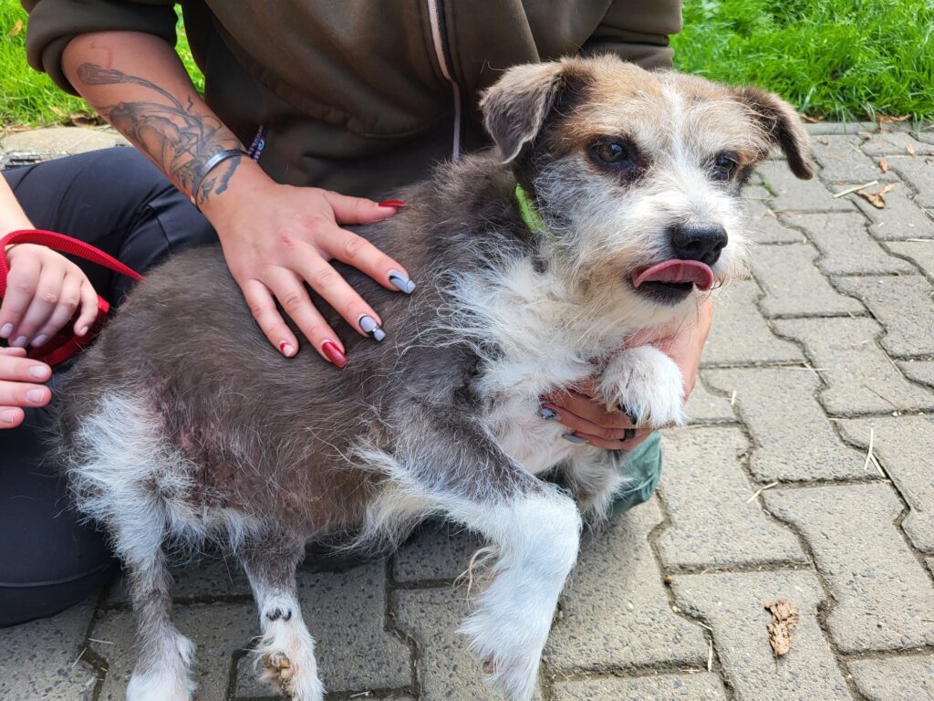 Hund Lilli Zuhause gesucht Tierheim Hoffnung für Tiere