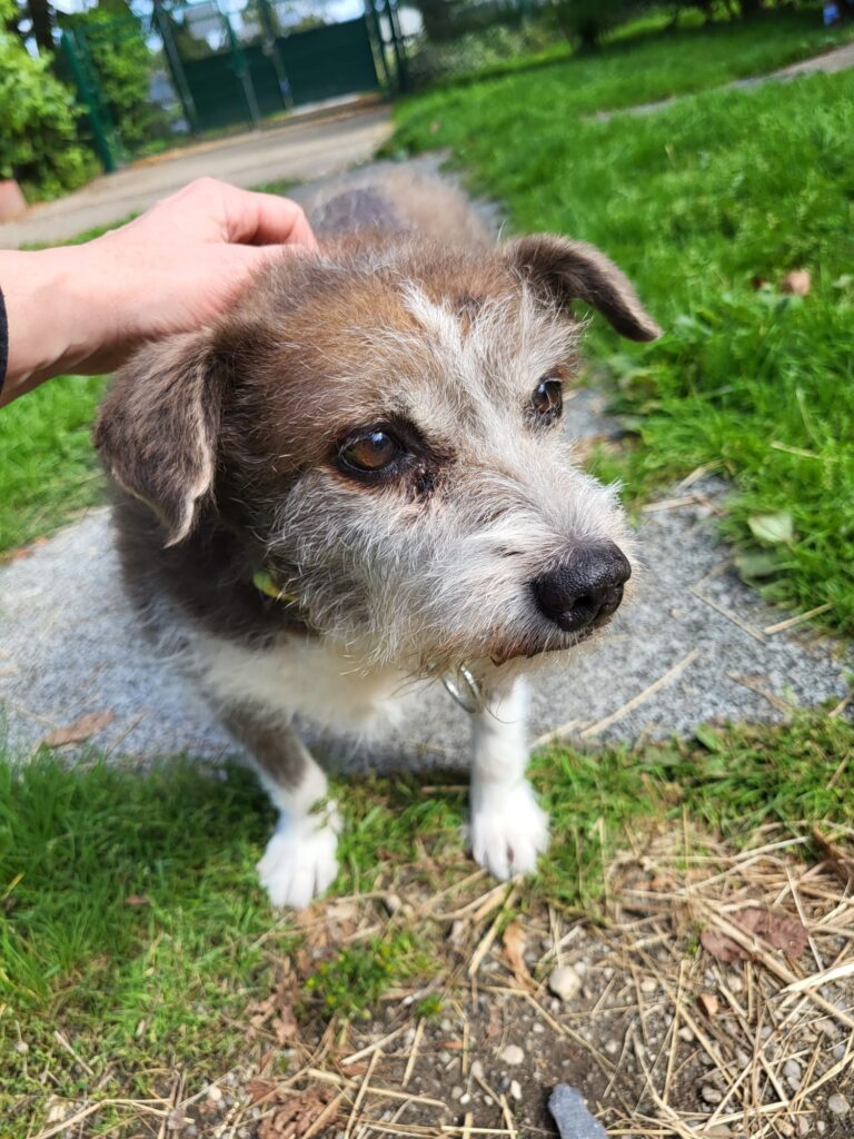 Hund Lilli Zuhause gesucht Tierheim Hoffnung für Tiere