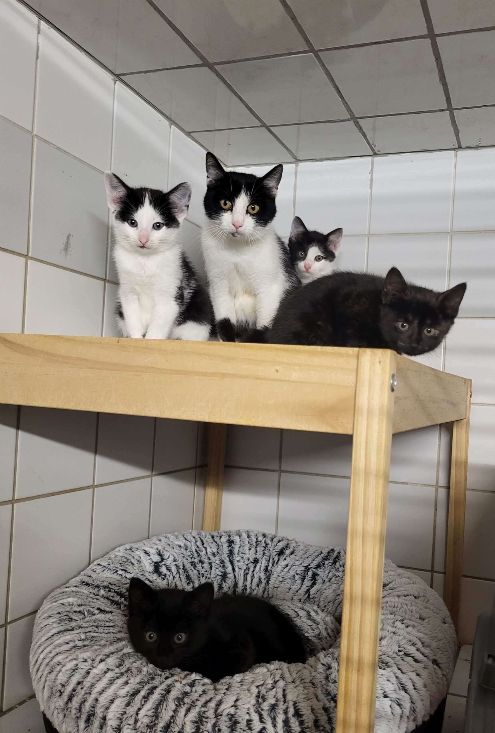 Katzenfamilie Hexenburg
