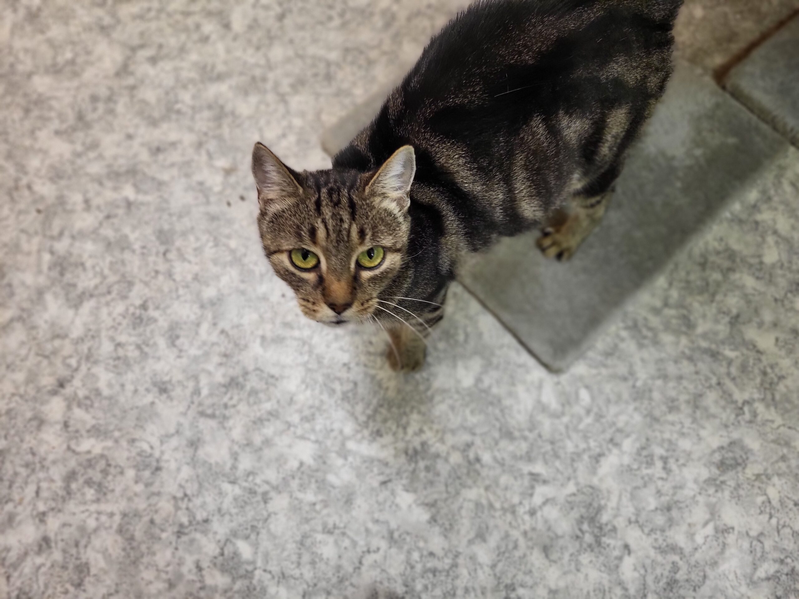 Katze Renate Zuhause gesucht Tierheim Hoffnung für Tiere