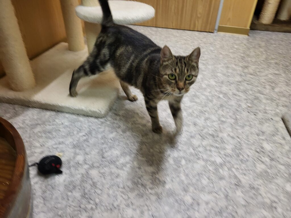 Katze Renate Zuhause gesucht Tierheim Hoffnung für Tiere