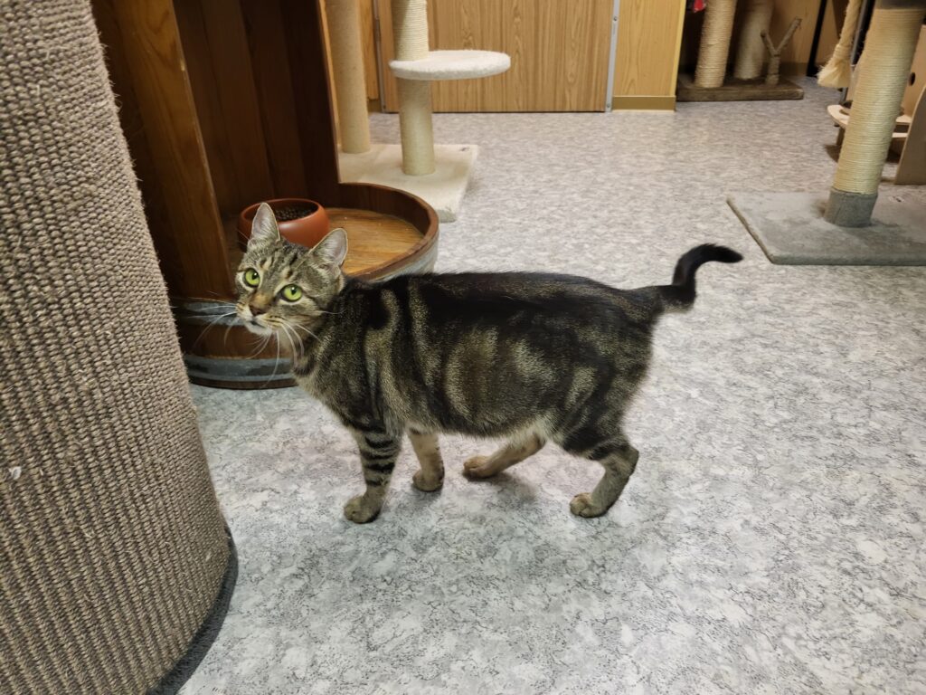 Katze Renate Zuhause gesucht Tierheim Hoffnung für Tiere