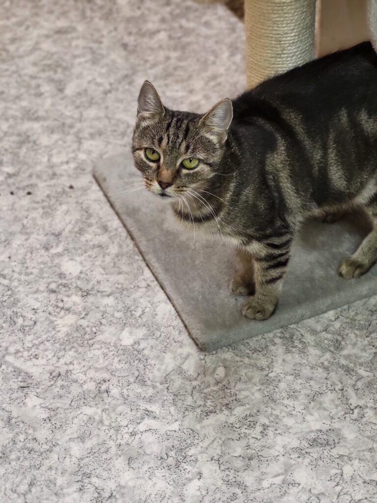 Katze Renate Zuhause gesucht Tierheim Hoffnung für Tiere