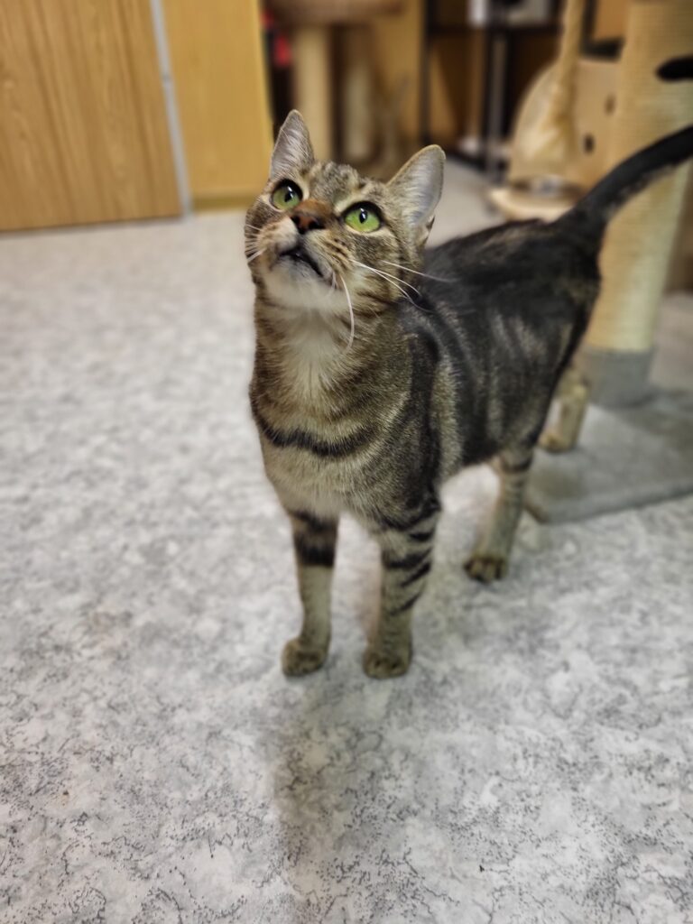 Katze Renate Zuhause gesucht Tierheim Hoffnung für Tiere