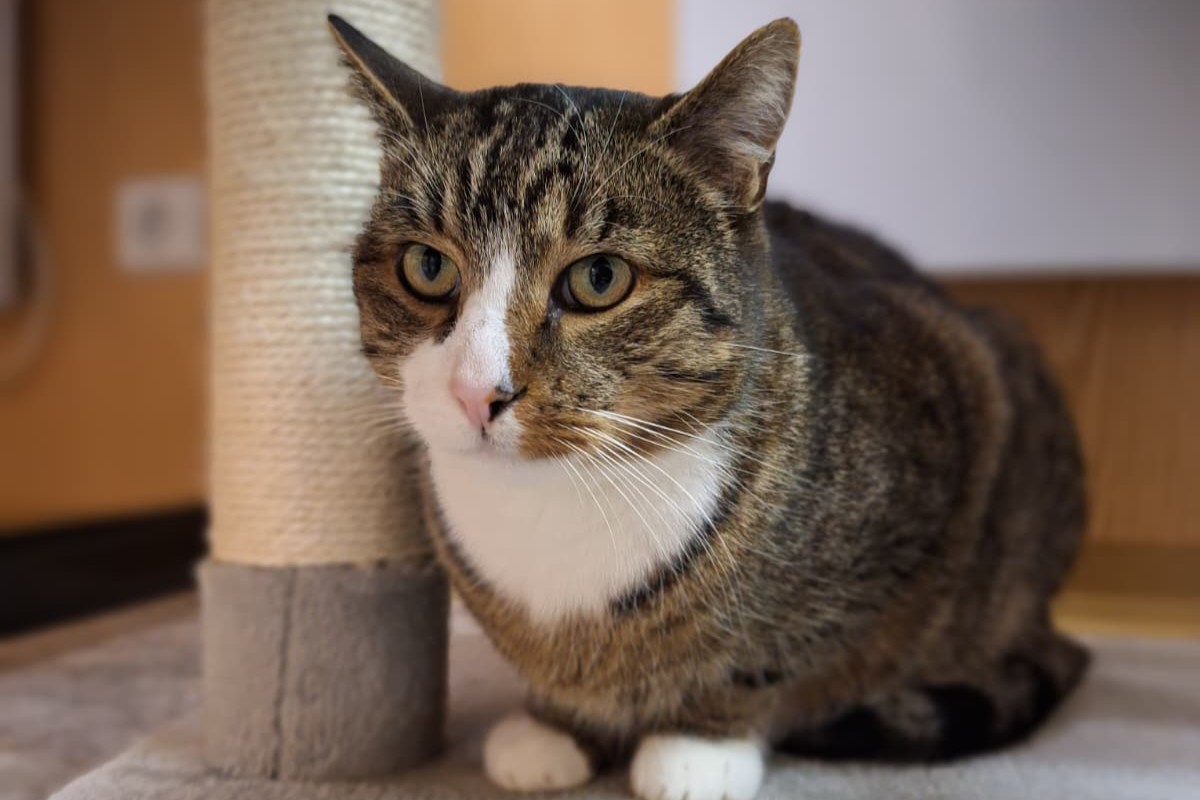 Kater Charly Zuhause gesucht Tierheim Hoffnung für Tiere