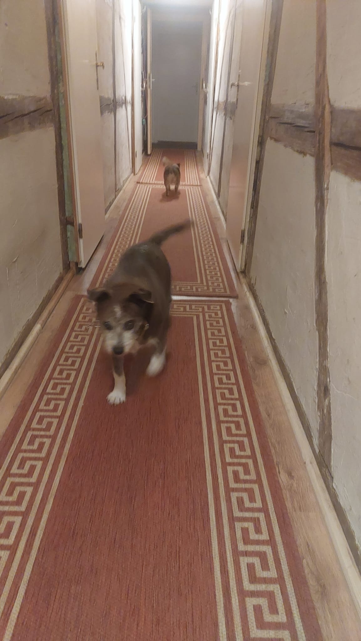 Lilli im neuen Zuhause