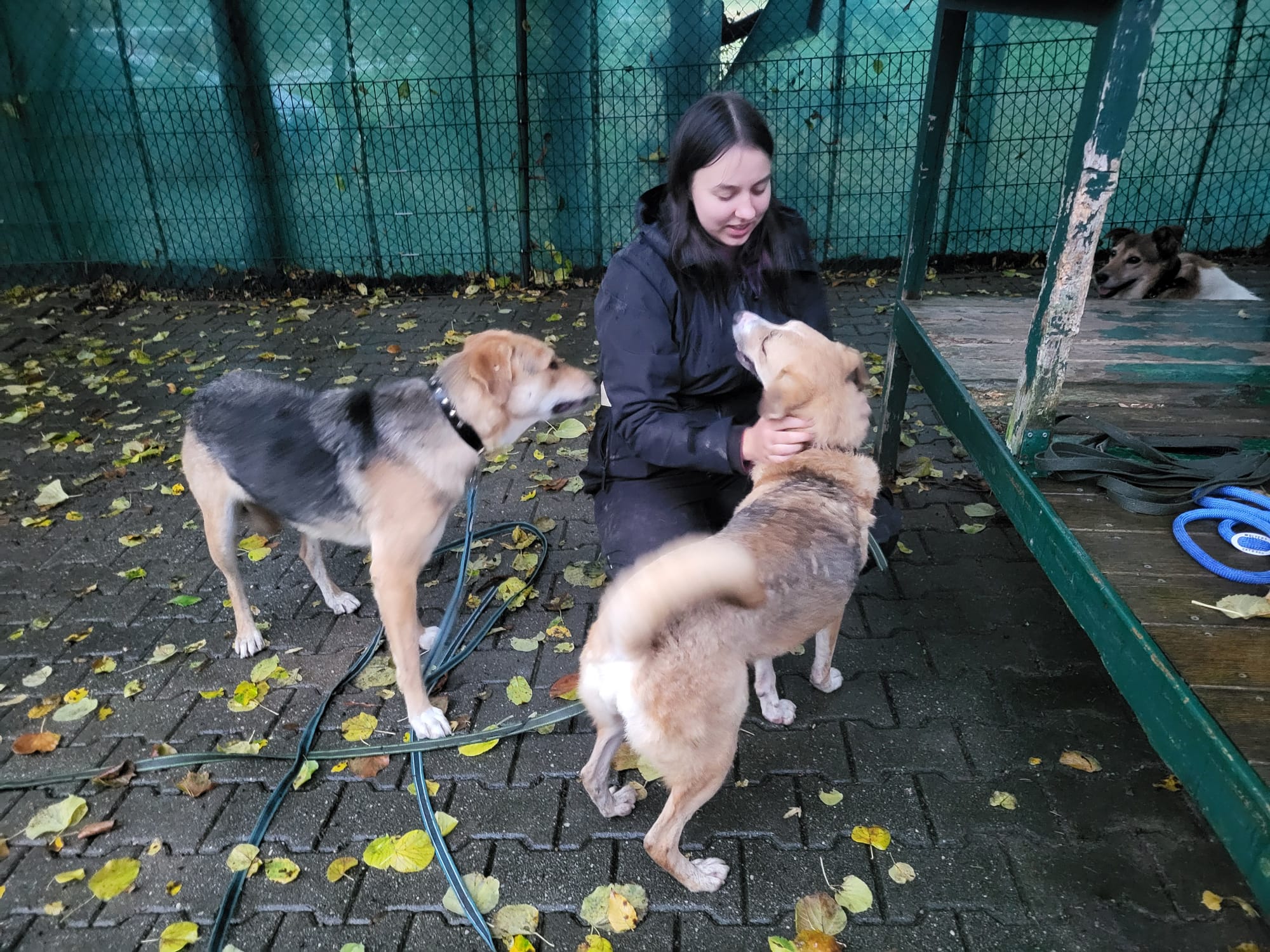 Ankunft Smeura Hunde