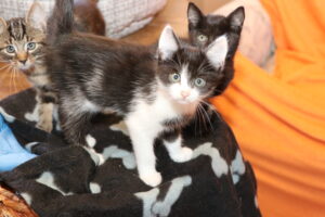 Johnny Kater Johnny Zuhause gesucht Tierheim Hoffnung für Tiere