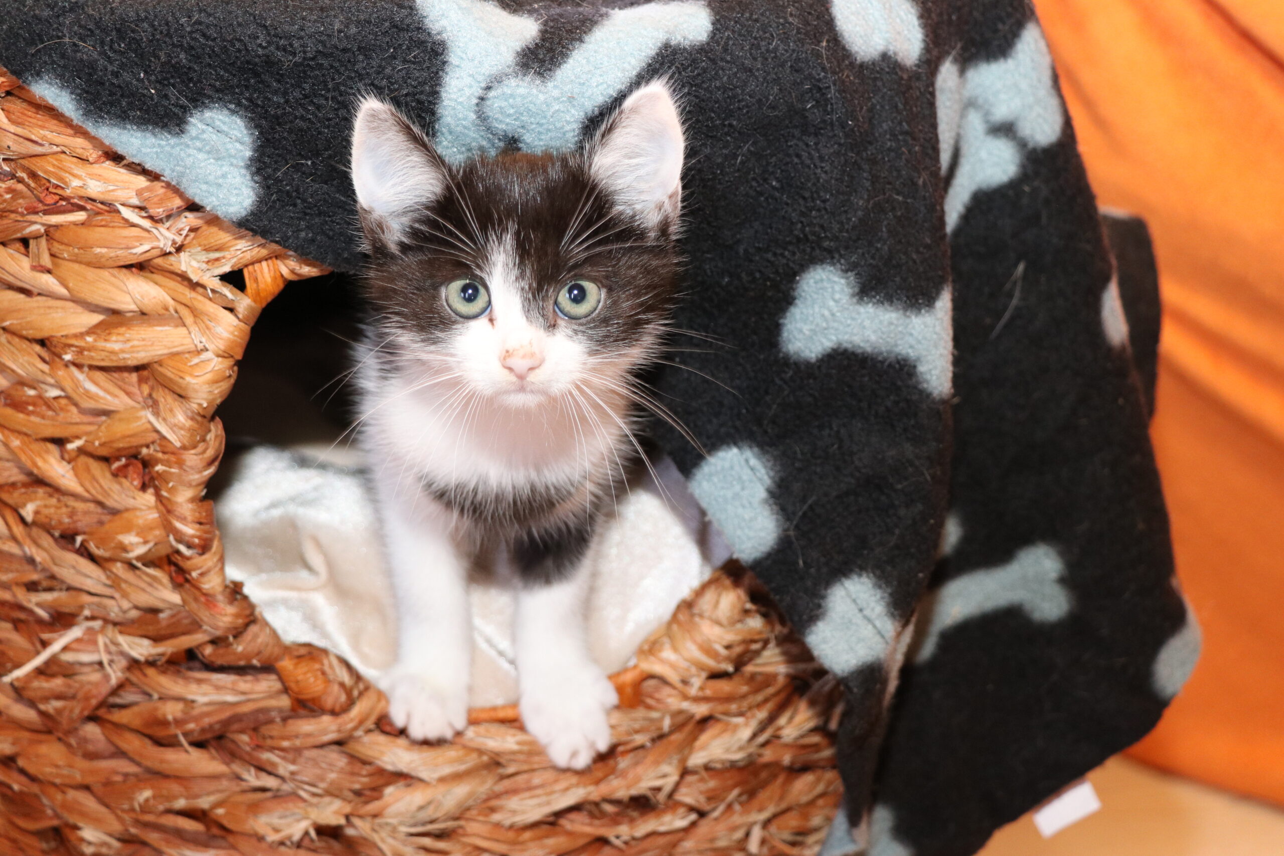 Kater Johnny Zuhause gesucht Tierheim Hoffnung für Tiere