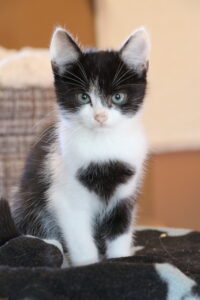 Johnny Kater Johnny Zuhause gesucht Tierheim Hoffnung für Tiere