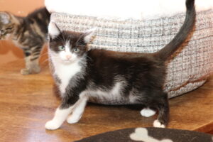 Johnny Kater Johnny Zuhause gesucht Tierheim Hoffnung für Tiere