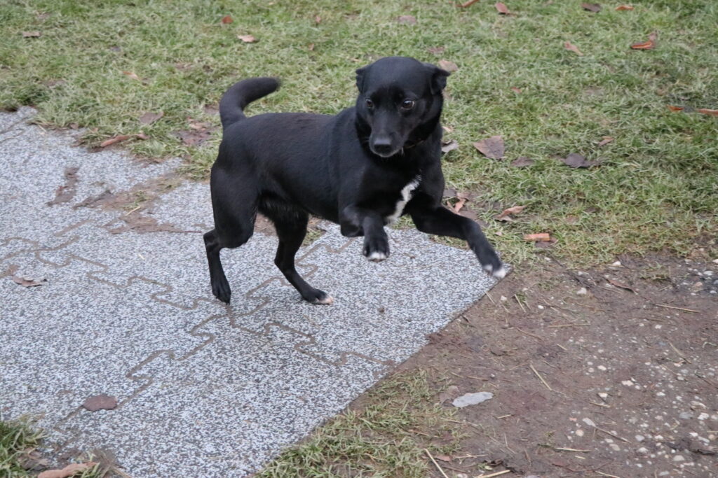 Hund Tasha Zuhause gesucht Tierheim Hoffnung für Tiere