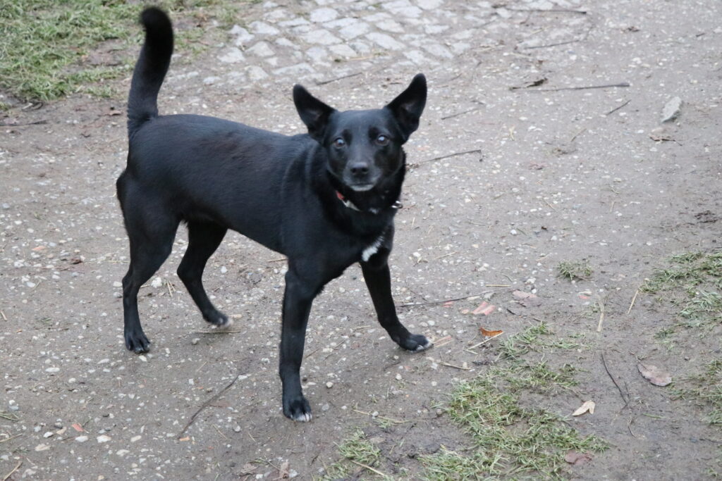 Hund Tasha Zuhause gesucht Tierheim Hoffnung für Tiere