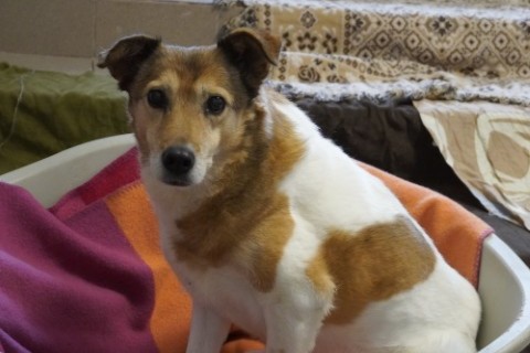 Aufnahmepatenschaft Hund Minnie Smeura