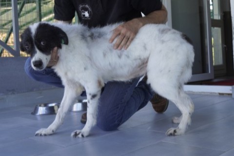 Aufnahmepatenschaft Pooly Hund Smeura