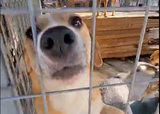 Hund Kami Aufnahmepatenschaft Smeura Rumänien