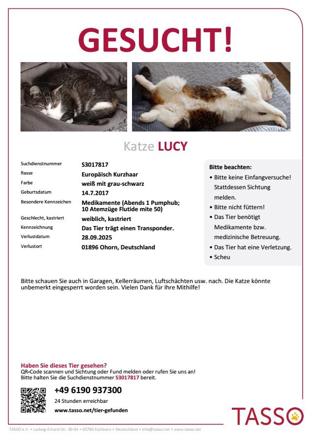 Katze Lucy vermisst