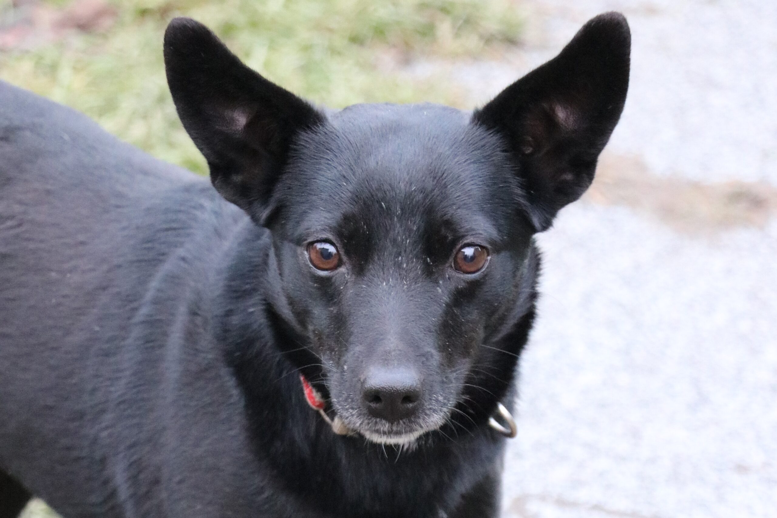 Hund Tasha Zuhause gesucht Tierheim Hoffnung für Tiere