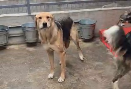 Hund Tonea Aufnahmepatenschaft Smeura