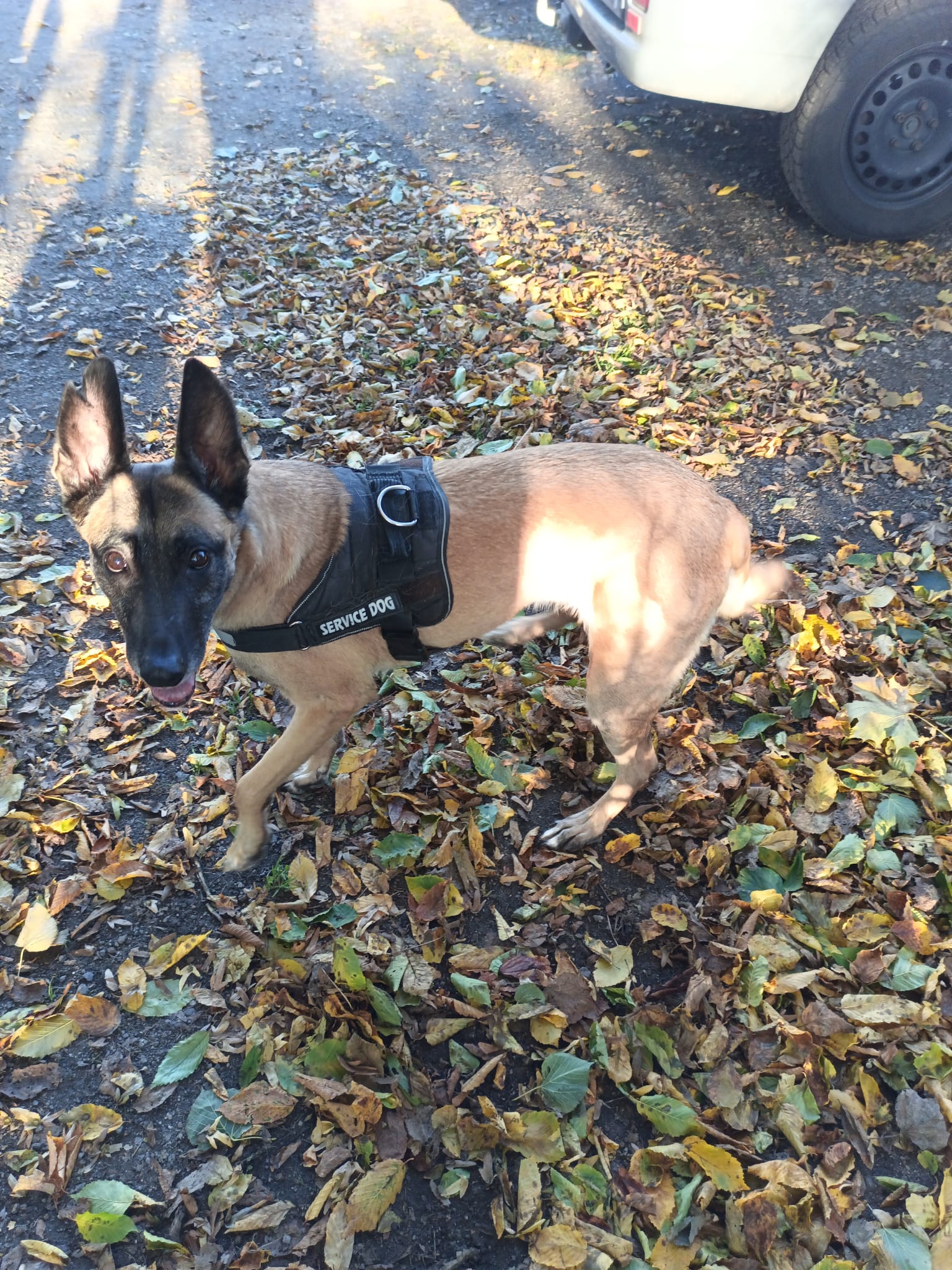 Hund Malu Zuhause gefunden Tierheim Hoffnung für Tiere