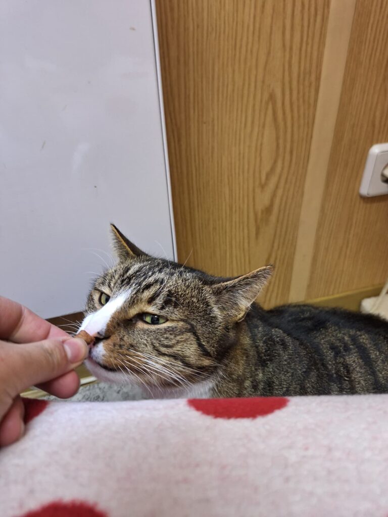 Kater Charly Zuhause gesucht Tierheim Hoffnung für Tiere