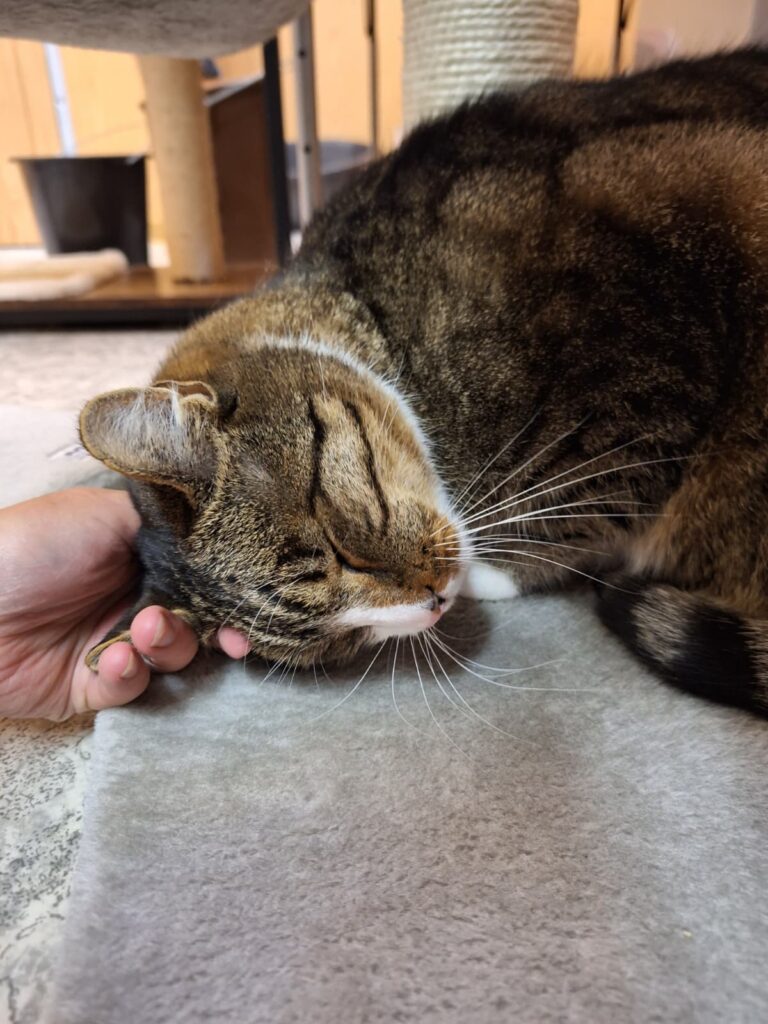 Kater Charly Zuhause gesucht Tierheim Hoffnung für Tiere