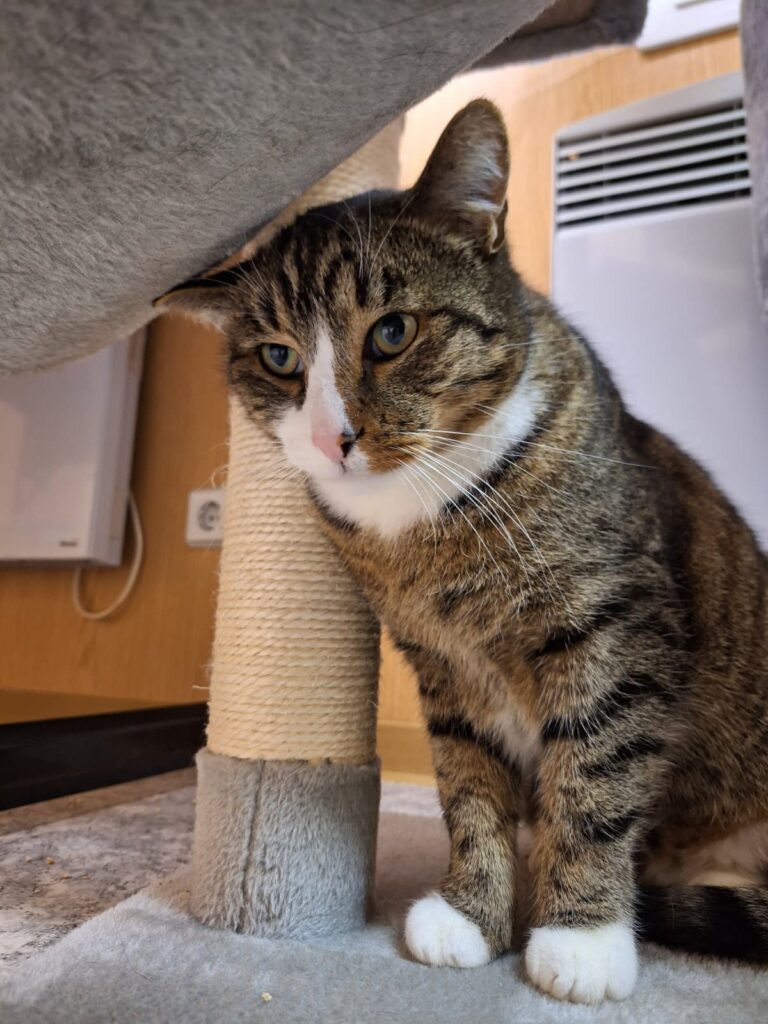 Kater Charly Zuhause gesucht Tierheim Hoffnung für Tiere