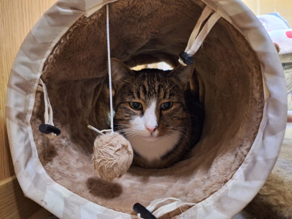 Kater Charly Zuhause gesucht Tierheim Hoffnung für Tiere