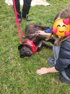 Hund Xox Zuhause gesucht Tierheim Hoffnung für Tiere