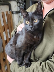 Katze Carlo Zuhause gesucht Tierheim Hoffnung für Tiere