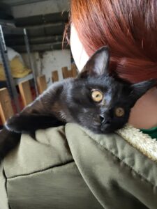 Katze Carlo Zuhause gesucht Tierheim Hoffnung für Tiere