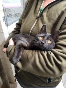 Katze Carlo Zuhause gesucht Tierheim Hoffnung für Tiere