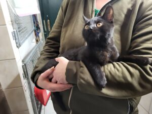 Katze Carlo Zuhause gesucht Tierheim Hoffnung für Tiere