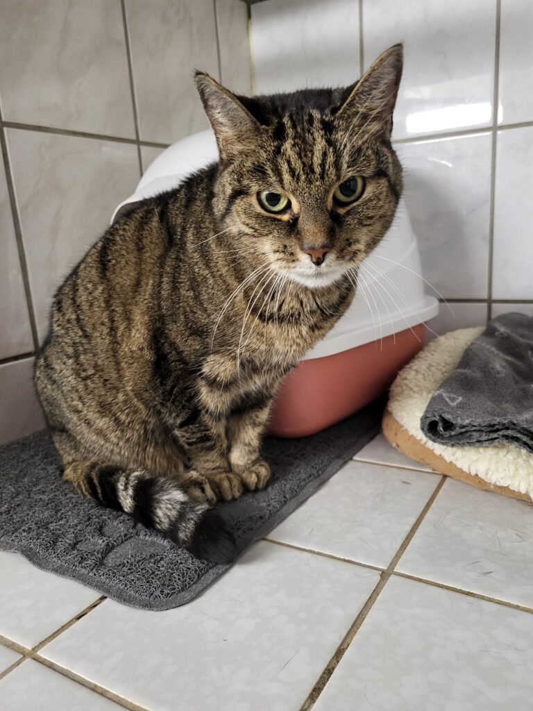 Katze Emma Zuhause gesucht Tierheim Hoffnung für Tiere