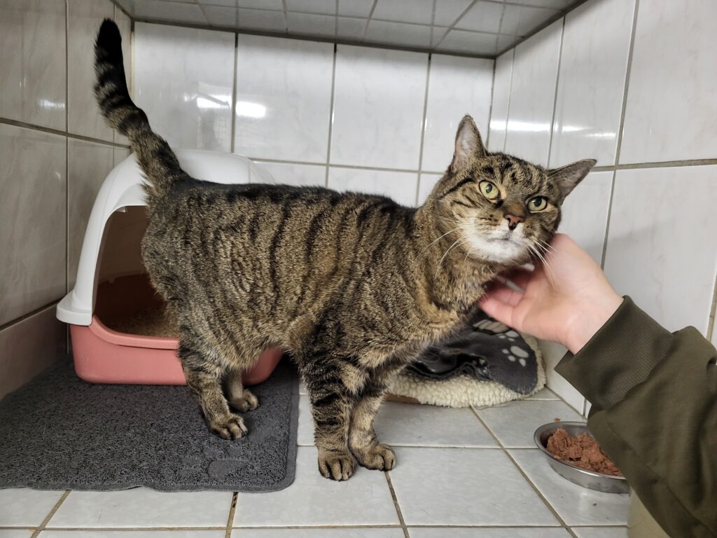 Katze Emma Zuhause gesucht Tierheim Hoffnung für Tiere