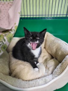 Söckchen hat Hunger Katze Söckchen Zuhause gesucht Tierheim Hoffnung für Tiere