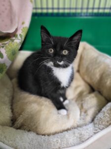 Söckchen Katze Söckchen Zuhause gesucht Tierheim Hoffnung für Tiere