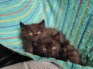 Katzen Kasimir und Lucy Zuhause gesucht Tierhoffnung