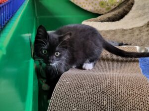 Söckchen Katze Söckchen Zuhause gesucht Tierheim Hoffnung für Tiere