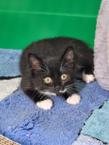 Söckchen Katze Söckchen Zuhause gesucht Tierheim Hoffnung für Tiere