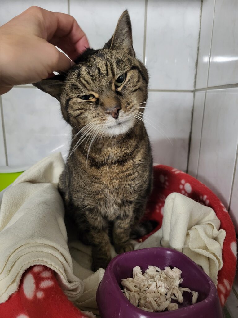 Katze Emma Zuhause gesucht Tierheim Hoffnung für Tiere