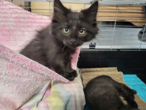 Katzen Kasimir und Lucy Zuhause gesucht Tierhoffnung